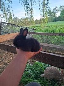 Bunnies for sale!! - Photo 4