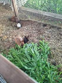 Bunnies for sale!! - Photo 5