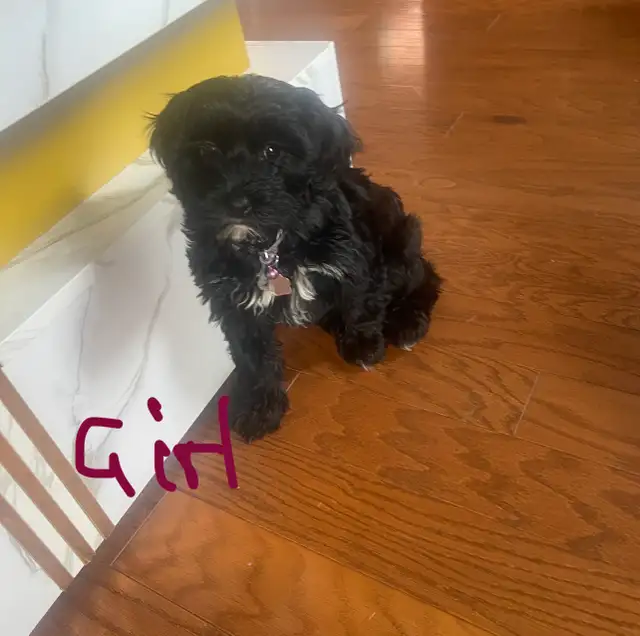 Toy Poodle Puppies for Sale