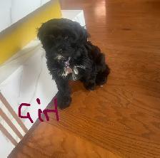 Toy Poodle Puppies for Sale