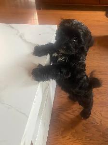 Toy Poodle Puppies for Sale - Photo 2