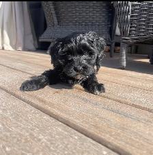 Toy Poodle Puppies for Sale - Photo 3