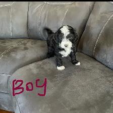 Toy Poodle Puppies for Sale - Photo 4