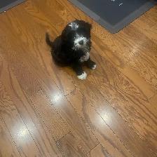Toy Poodle Puppies for Sale - Photo 5