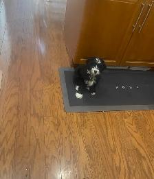 Toy Poodle Puppies for Sale - Photo 6