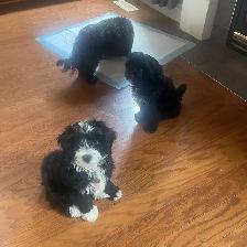 Toy Poodle Puppies for Sale - Photo 7