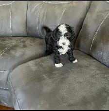 Toy Poodle Puppies for Sale - Photo 8