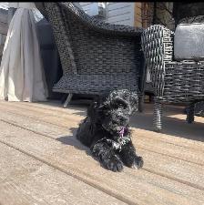 Toy Poodle Puppies for Sale - Photo 9