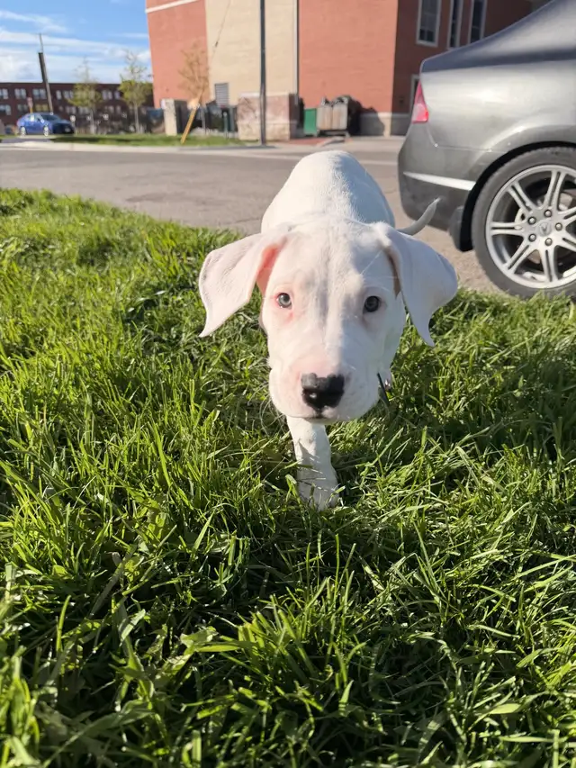 Dogo Argentino puppy