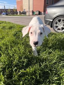 Dogo Argentino puppy