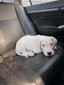 Dogo Argentino puppy - Photo 2