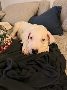 Dogo Argentino puppy - Photo 3