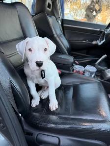 Dogo Argentino puppy - Photo 4