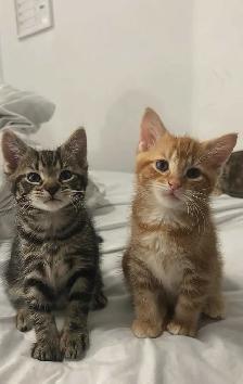 2 magnifiques chatons mâles mix Maine Coon