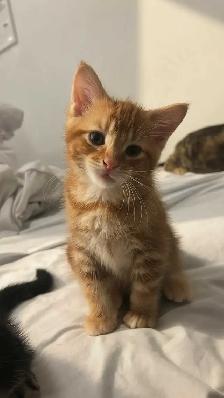 2 magnifiques chatons mâles mix Maine Coon - Photo 2