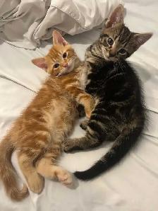 2 magnifiques chatons mâles mix Maine Coon - Photo 4