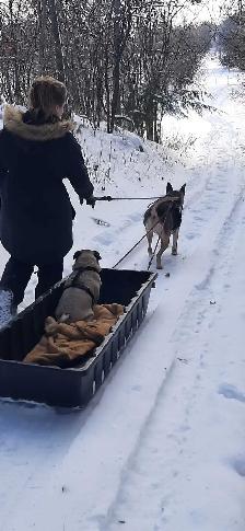 Dog walker