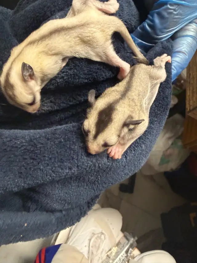 BEAUTIFUL AND RARE SIBLING BABY SUGAR GLIDERS!