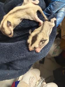 BEAUTIFUL AND RARE SIBLING BABY SUGAR GLIDERS!