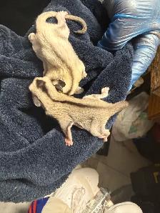 BEAUTIFUL AND RARE SIBLING BABY SUGAR GLIDERS! - Photo 2
