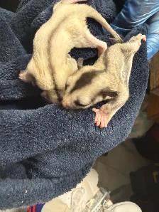 BEAUTIFUL AND RARE SIBLING BABY SUGAR GLIDERS! - Photo 3