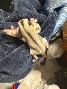 BEAUTIFUL AND RARE SIBLING BABY SUGAR GLIDERS! - Photo 4