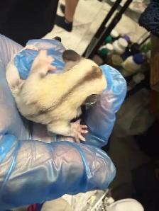 BEAUTIFUL AND RARE SIBLING BABY SUGAR GLIDERS! - Photo 5