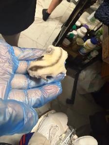 BEAUTIFUL AND RARE SIBLING BABY SUGAR GLIDERS! - Photo 6