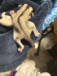 BEAUTIFUL AND RARE SIBLING BABY SUGAR GLIDERS! - Photo 7