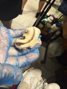 BEAUTIFUL AND RARE SIBLING BABY SUGAR GLIDERS! - Photo 8