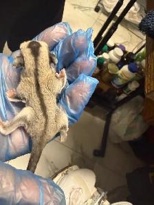 BEAUTIFUL AND RARE SIBLING BABY SUGAR GLIDERS! - Photo 9