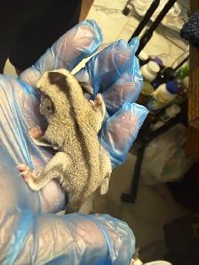 BEAUTIFUL AND RARE SIBLING BABY SUGAR GLIDERS! - Photo 10