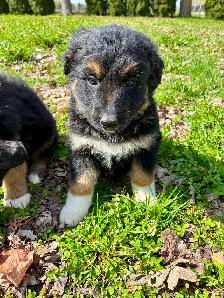 German Shepherd x Labrador READY TO GO