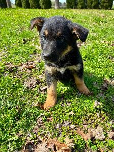 German Shepherd x Labrador READY TO GO - Photo 2