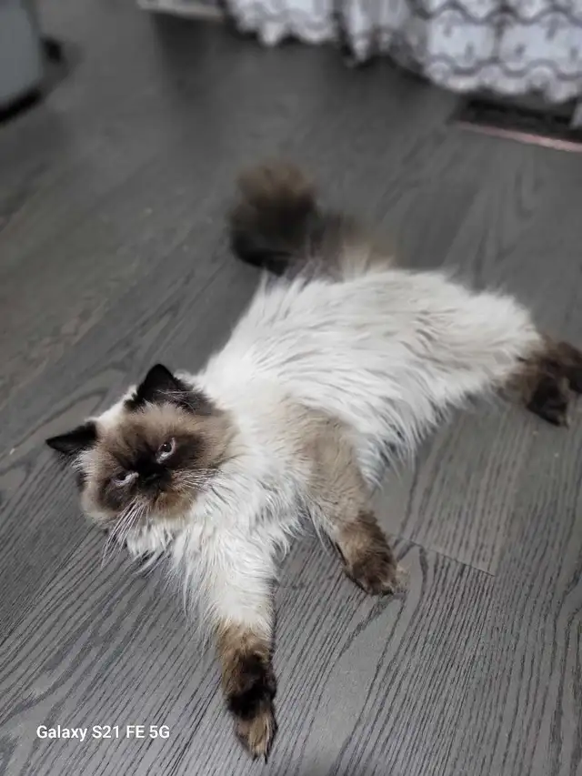 cat on sell free