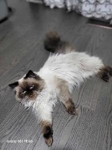 cat on sell free