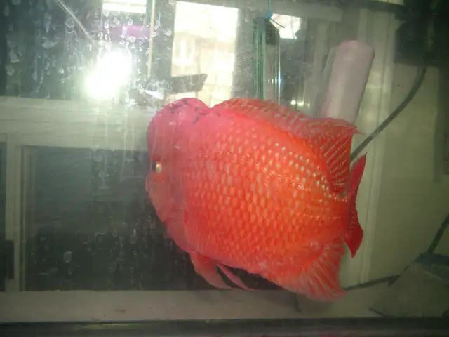 FOR SALE MALE SUPER RED MONKEY $350