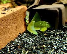L200 high fin green phantom pleco 2.5' - Photo 2