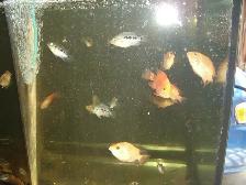 FOR SALE HYBRID FISH  DAD TEXAS MOM RED MONKEY $15 EACH