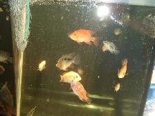 FOR SALE HYBRID FISH  DAD TEXAS MOM RED MONKEY $15 EACH - Photo 2