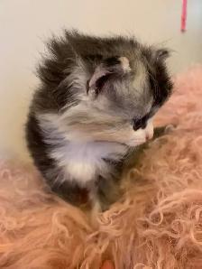 Persian x Ragdoll kittens - Photo 2