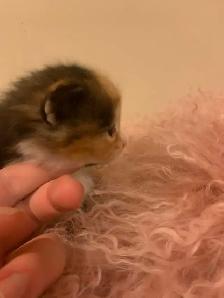 Persian x Ragdoll kittens - Photo 3