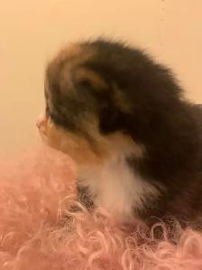 Persian x Ragdoll kittens - Photo 4