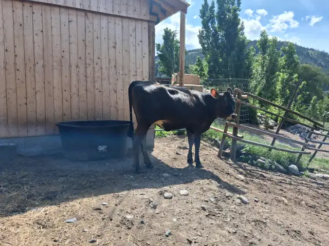 Jersey Heifer