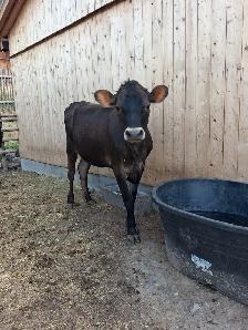 Jersey Heifer - Photo 2