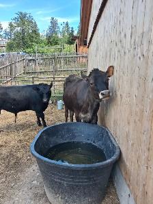 Jersey Heifer - Photo 3