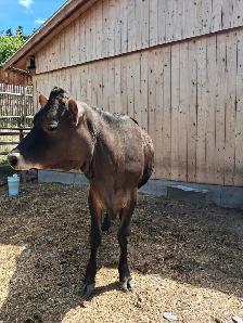 Jersey Heifer - Photo 4