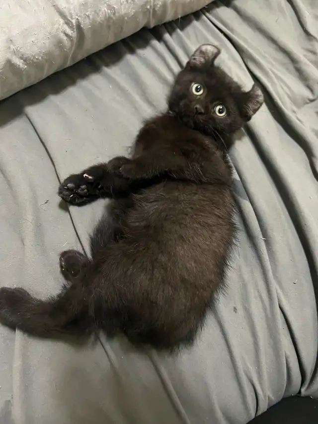 Adorable Kittens Available for Reservation