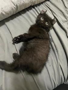 Adorable Kittens Available for Reservation