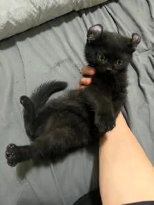 Adorable Kittens Available for Reservation - Photo 2